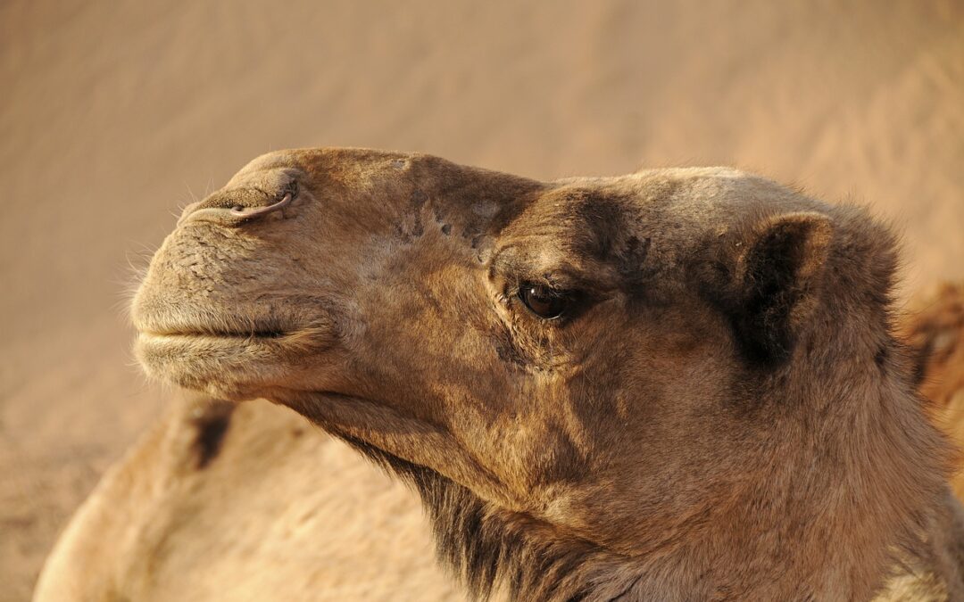 Fauna de Marrakech: animales que puedes encontrar