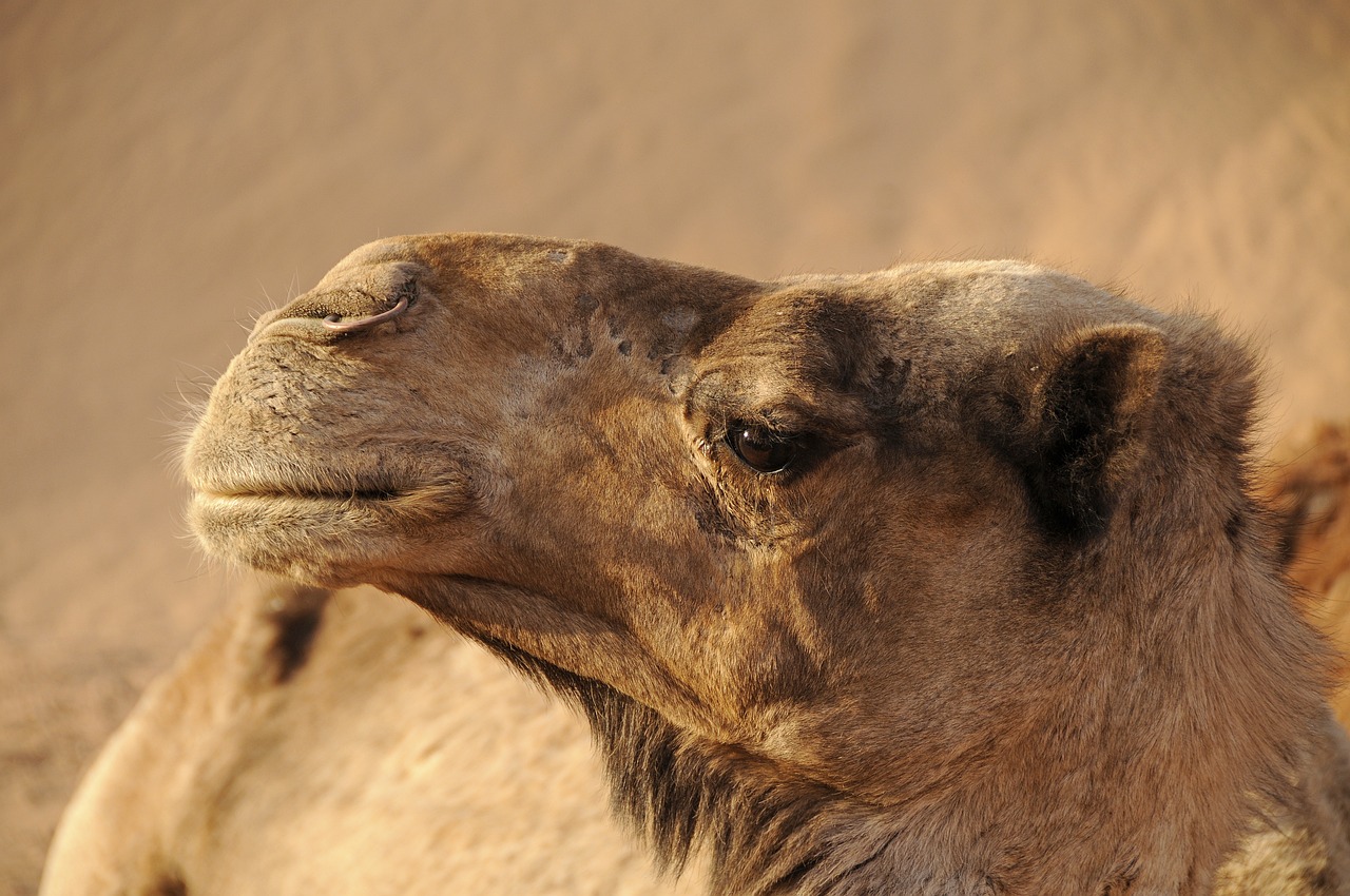 fauna-de-marrakech:-animales-que-puedes-encontrar