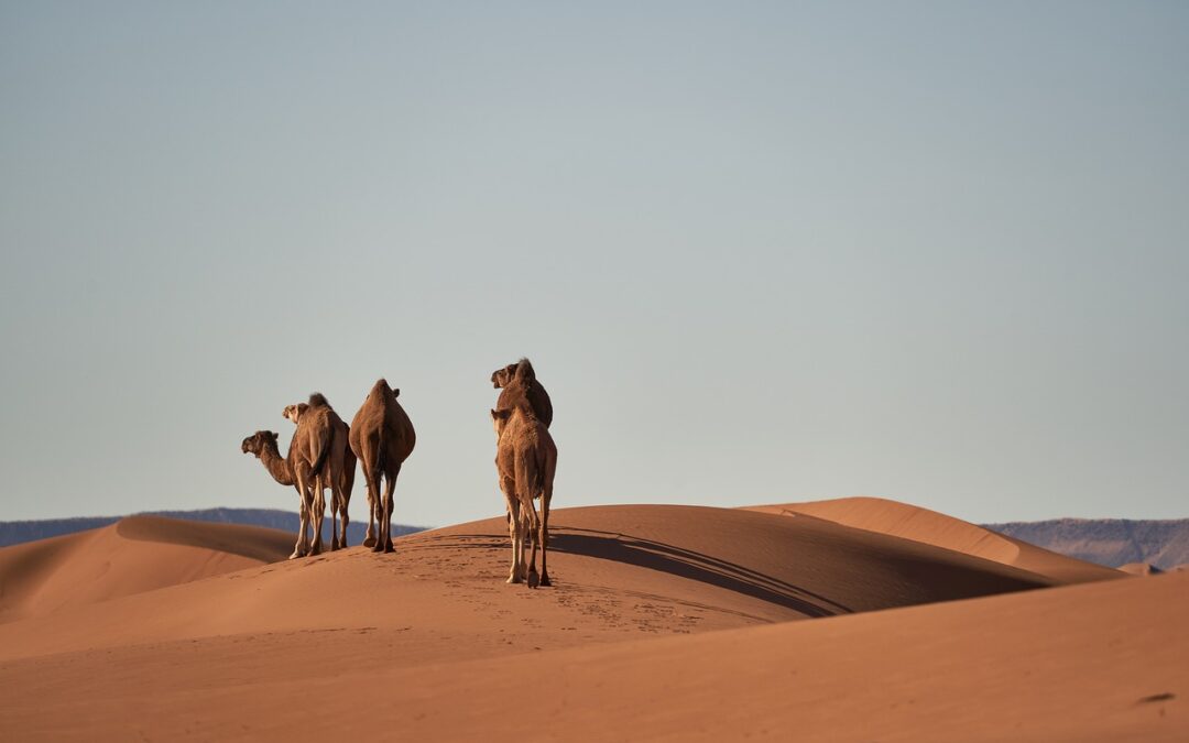 Erfoud y Tánger: dos destinos contrastantes en Marruecos