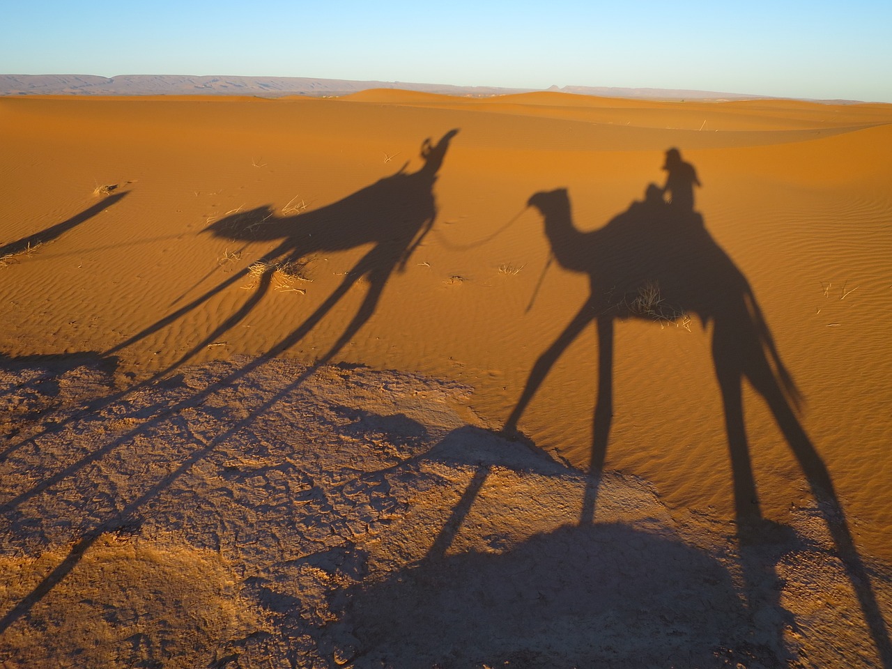 fauna-de-marrakech:-animales-que-puedes-encontrar