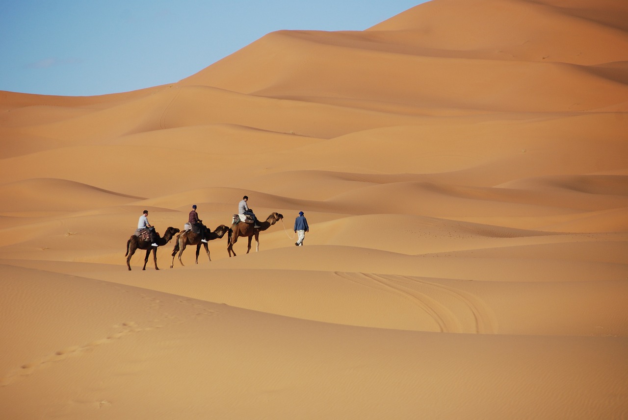 fauna-de-marrakech:-animales-que-puedes-encontrar