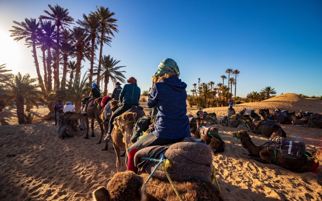 fauna-de-marrakech:-animales-que-puedes-encontrar