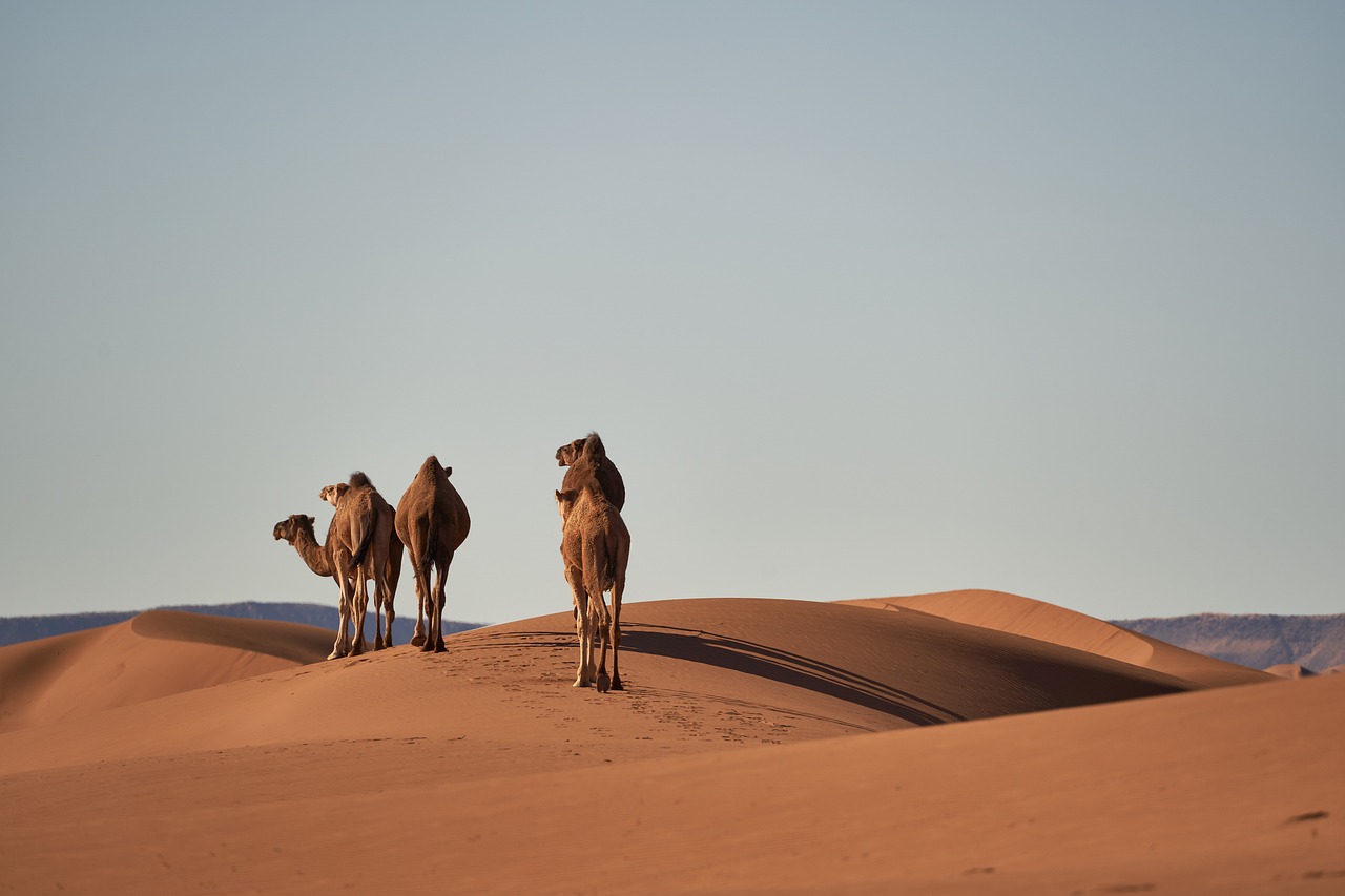 viajes-personalizados-por-erfoud-y-el-desierto:-ventajas-y-tips